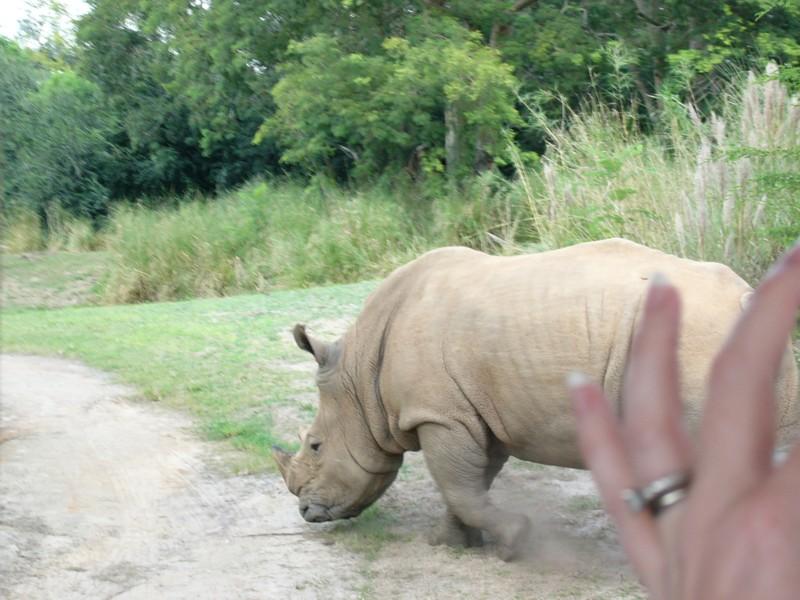 White Rhino 2.JPG